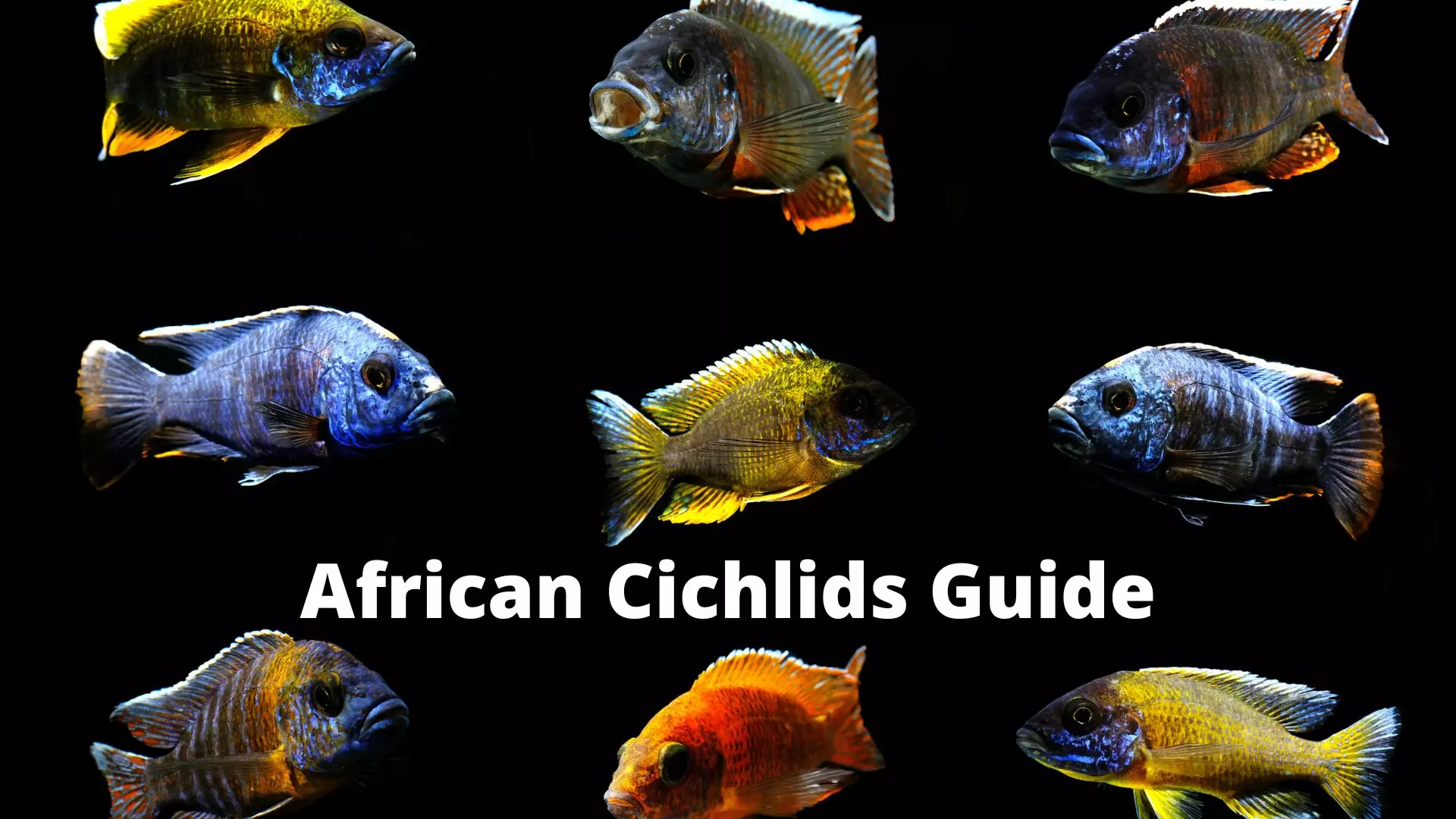 African Cichlids