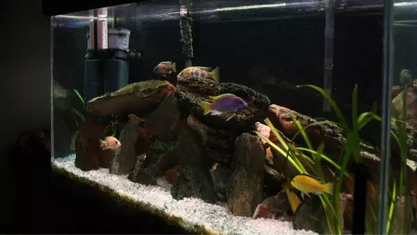 African Cichlids Tank Size