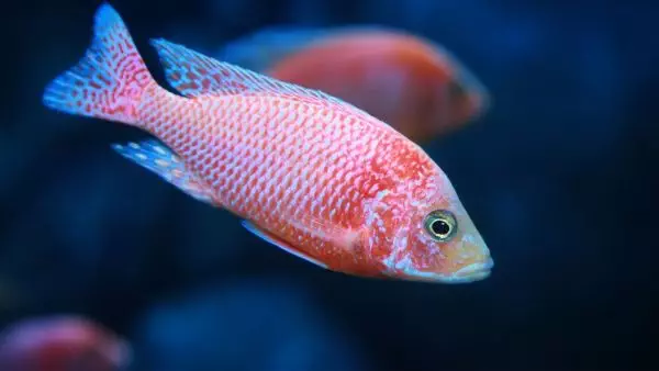 African peacock cichlids