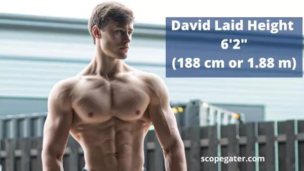 David Laid Height and Weight