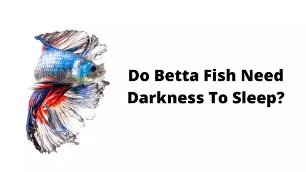 Do Betta Fish Sleep - Do Betta Fish Need Darkness To Sleep