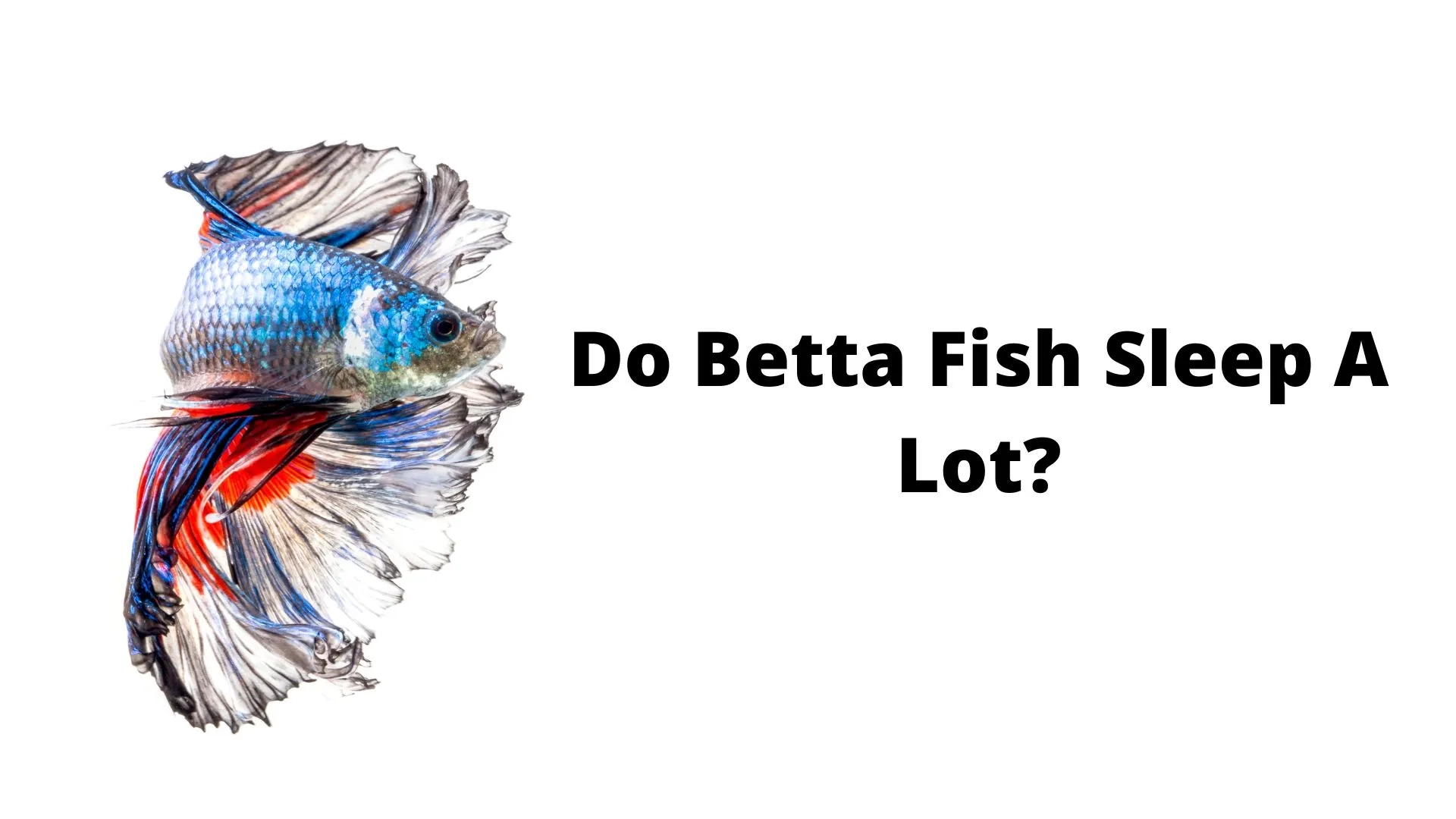 Do Betta Fish Sleep? Find Out In This Betta Fish Sleep Guide