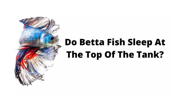 Do Betta Fish Sleep - Do Betta Fish Sleep At The Top Of The Tank