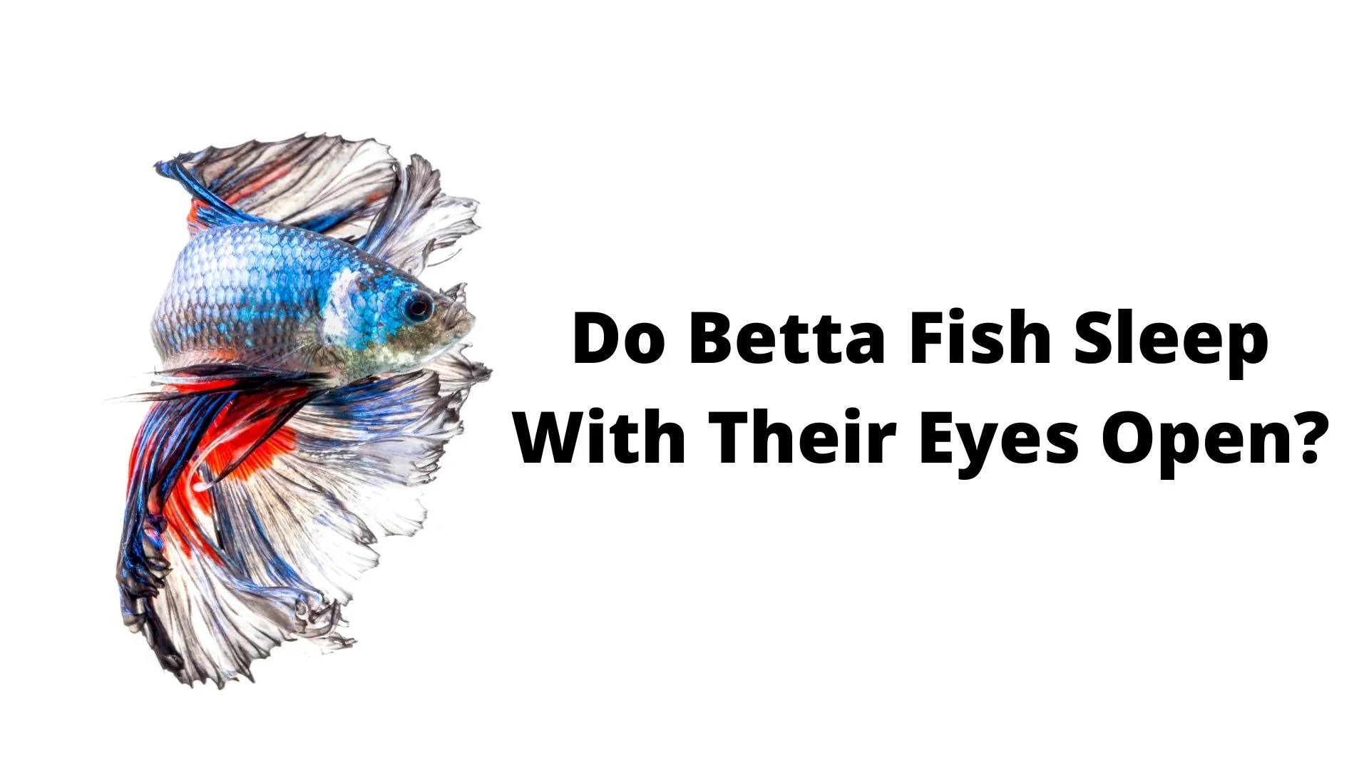 Do Betta Fish Sleep? Find Out In This Betta Fish Sleep Guide