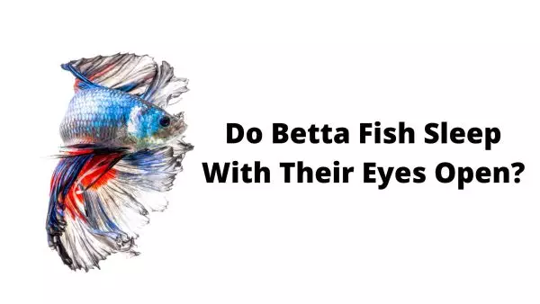 Do Betta Fish Sleep - Do Betta Fish Sleep With Their Eyes Open