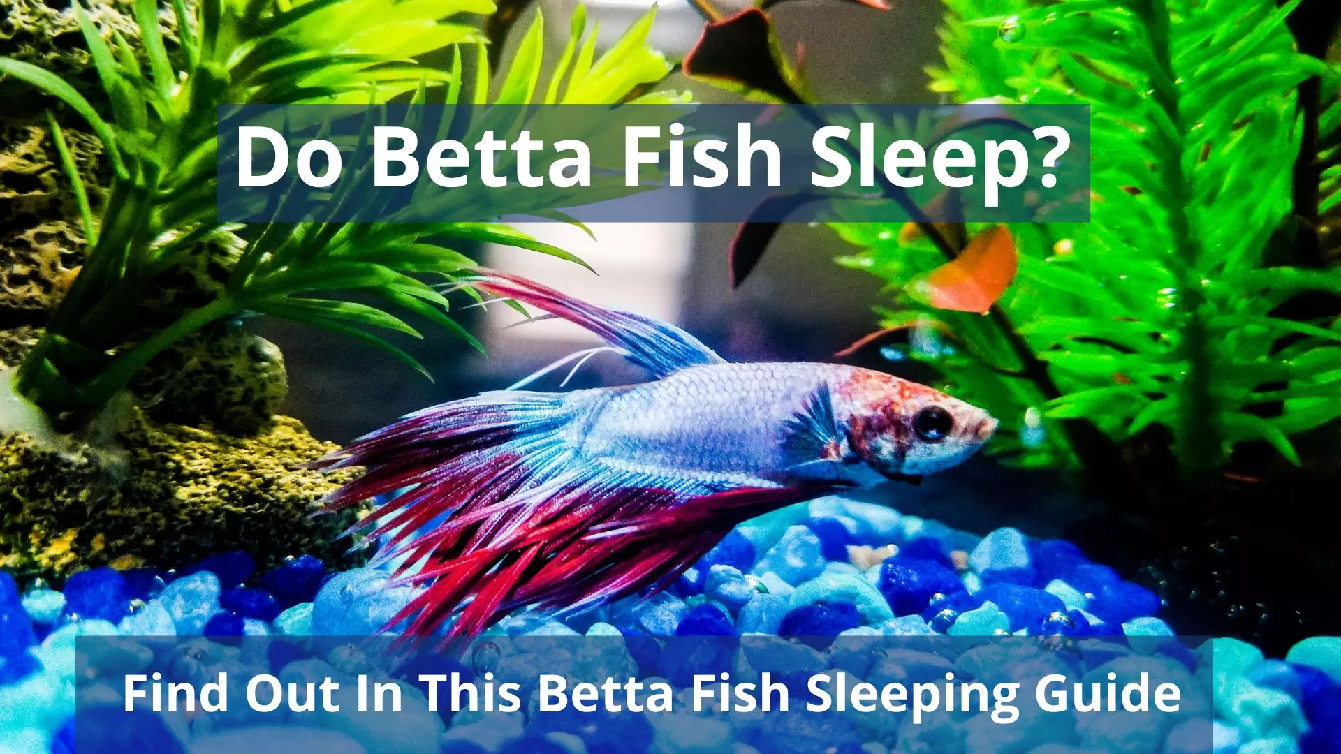 Do Betta Fish Sleep