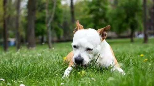 dog eating rabbit poop