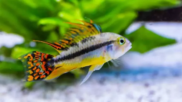 Dwarf African cichlids