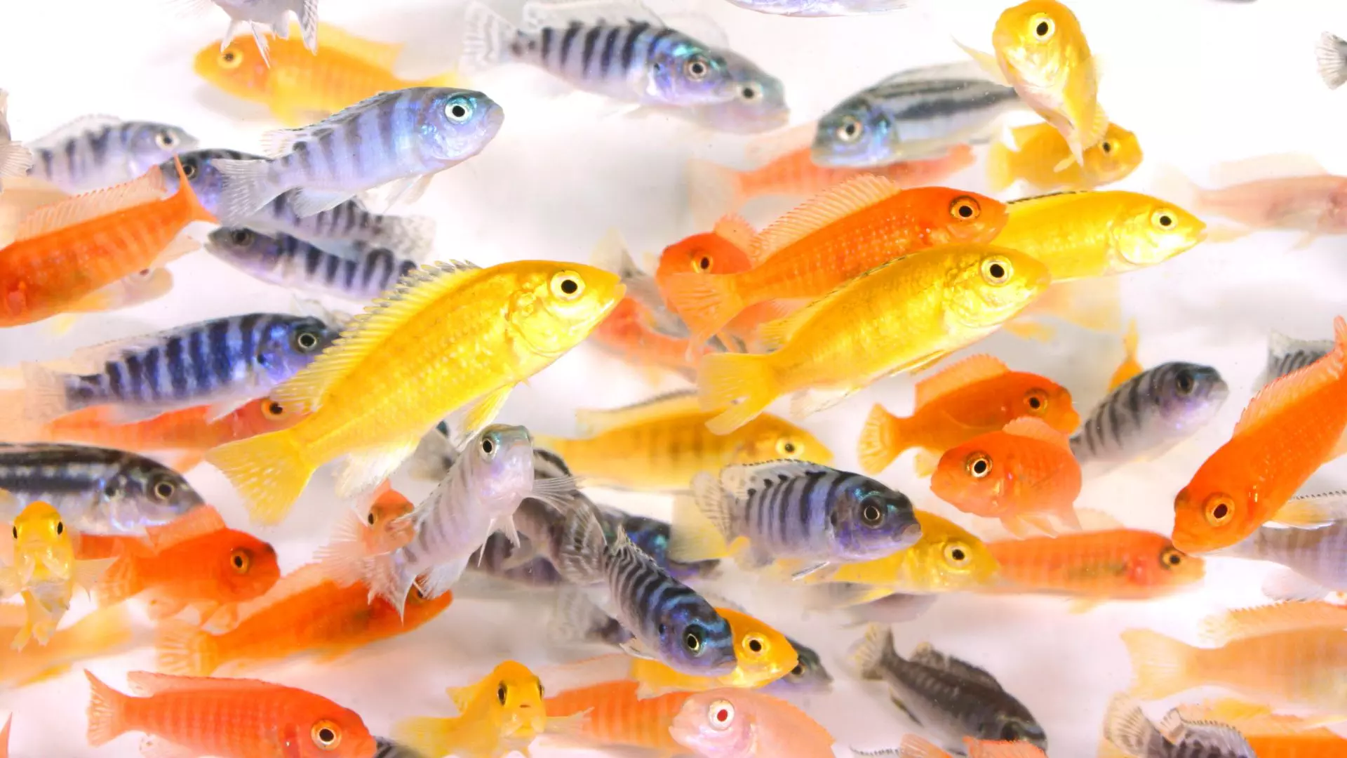 Types Of African Cichlids 