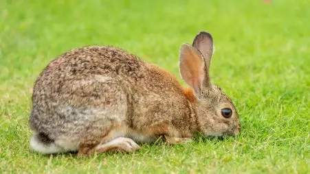 do rabbits eat their poop